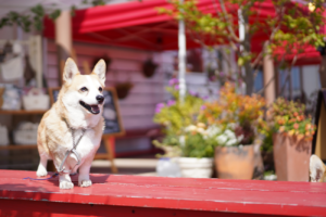 チャリティーマルシェ イメージ