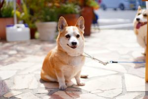 チャリティマルシェ イメージ