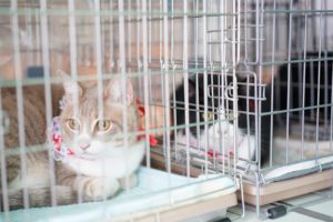 アニマルボンド譲渡会 イメージ