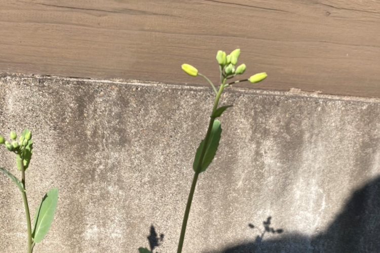 菜の花が咲きました